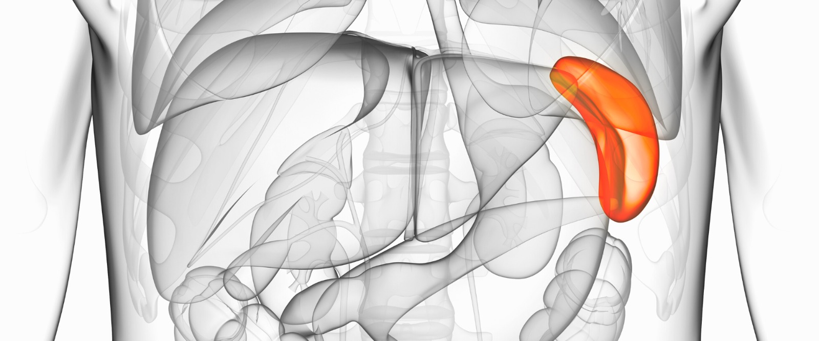 Селезенка орган брюшной полости. Анатомия человека селезенка расположение. Печень и селезенка анатомия.